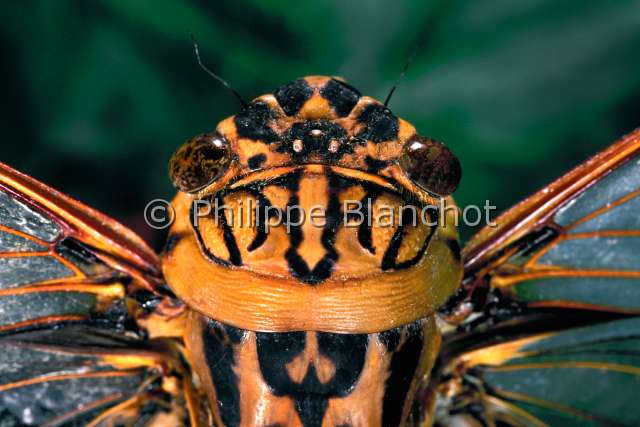 Macrosemia sp.JPG - in "Portraits d'insectes" ed. SeuilMacrosemia sp.CigaleCicadaHemipteraCicadidaeMalaisie